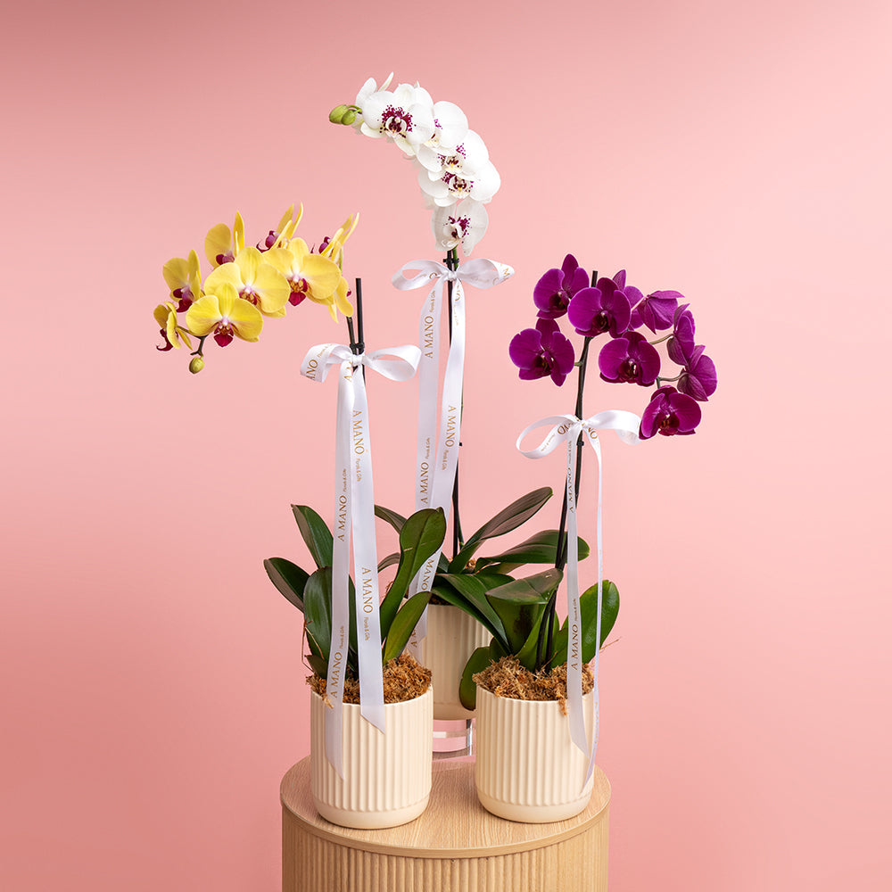 Premium Potted Orchid