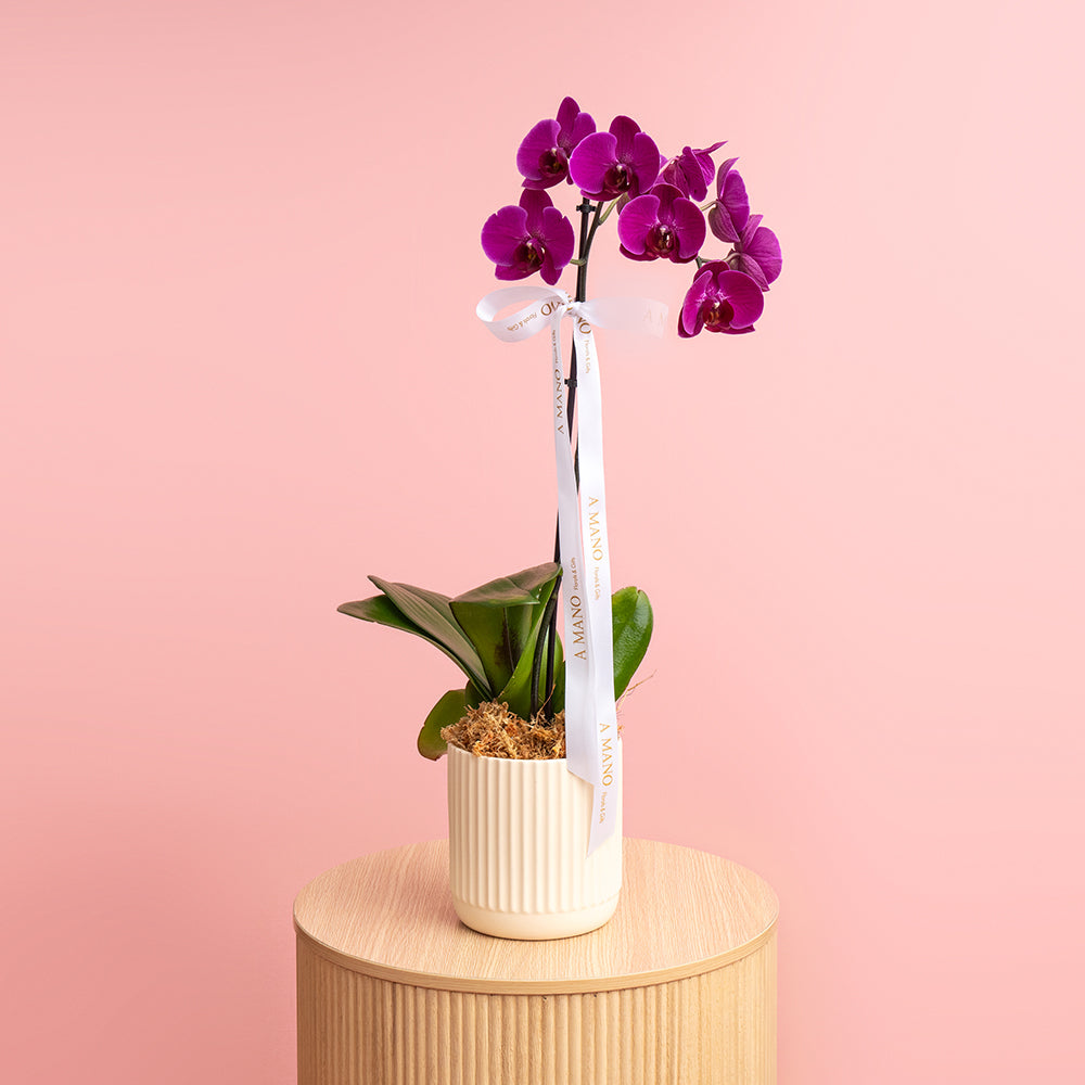 Premium Potted Orchid